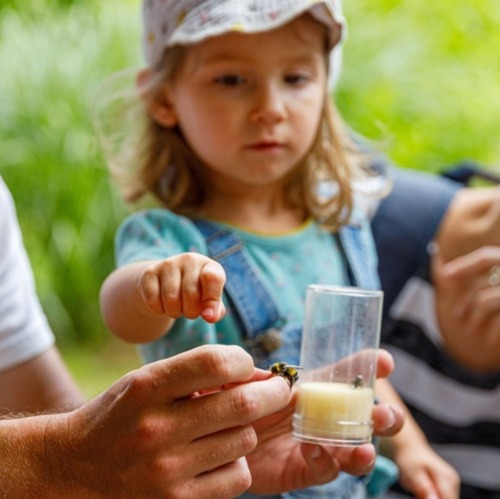 Mitmachen beim „Langen Tag der Stadtnatur“