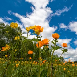 Gartentipps für den Juni