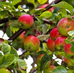 Sommerschnitt am Kernobst