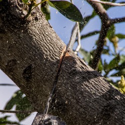 Sommerschnitt am Obstbaum (Praxis)